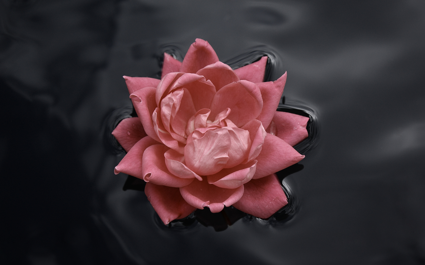 3d обои Роза в воде  1440х900 # 4997