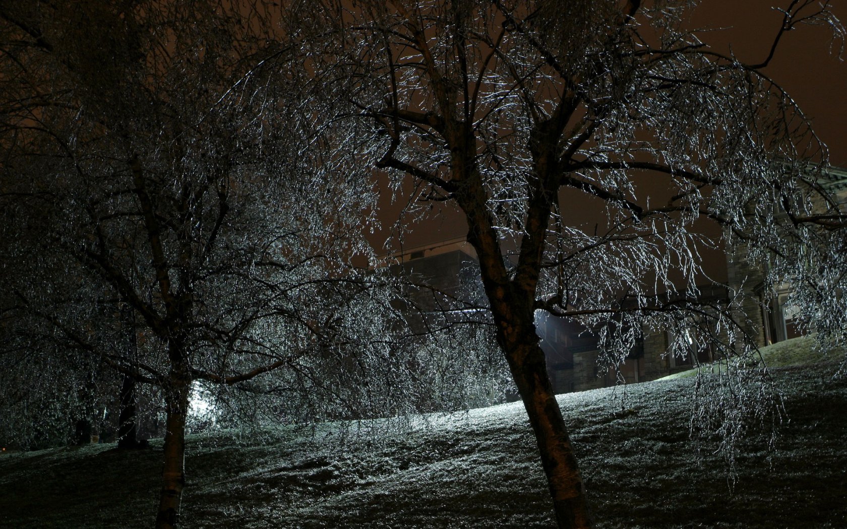 3d обои Деревья во льду под лучами света  ночь # 67416