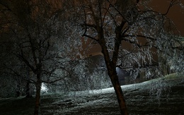 3d обои Деревья во льду под лучами света  1680х1050