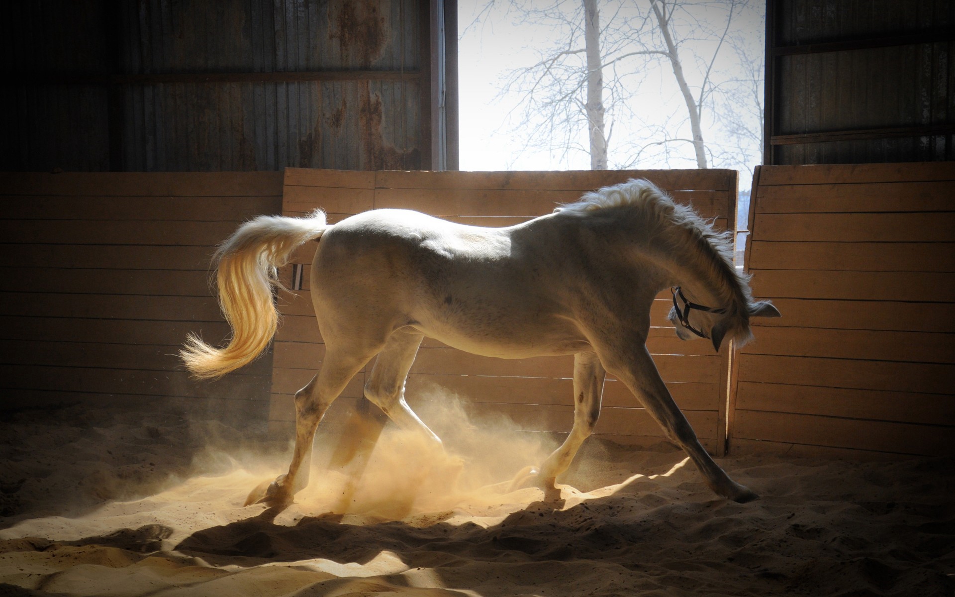 3d обои Белый породистый конь в конюшне  животные # 38291