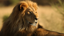 3d обои Красавец лев  львы