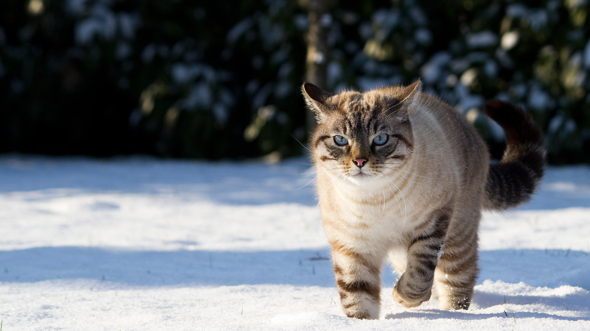 3d обои Недовольный кот идёт по снегу  зима # 40751