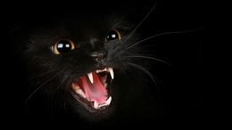 3d обои Морда чёрного кота  кошки