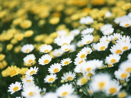 3d обои Множество красивых белых и желтых ромашек  цветы