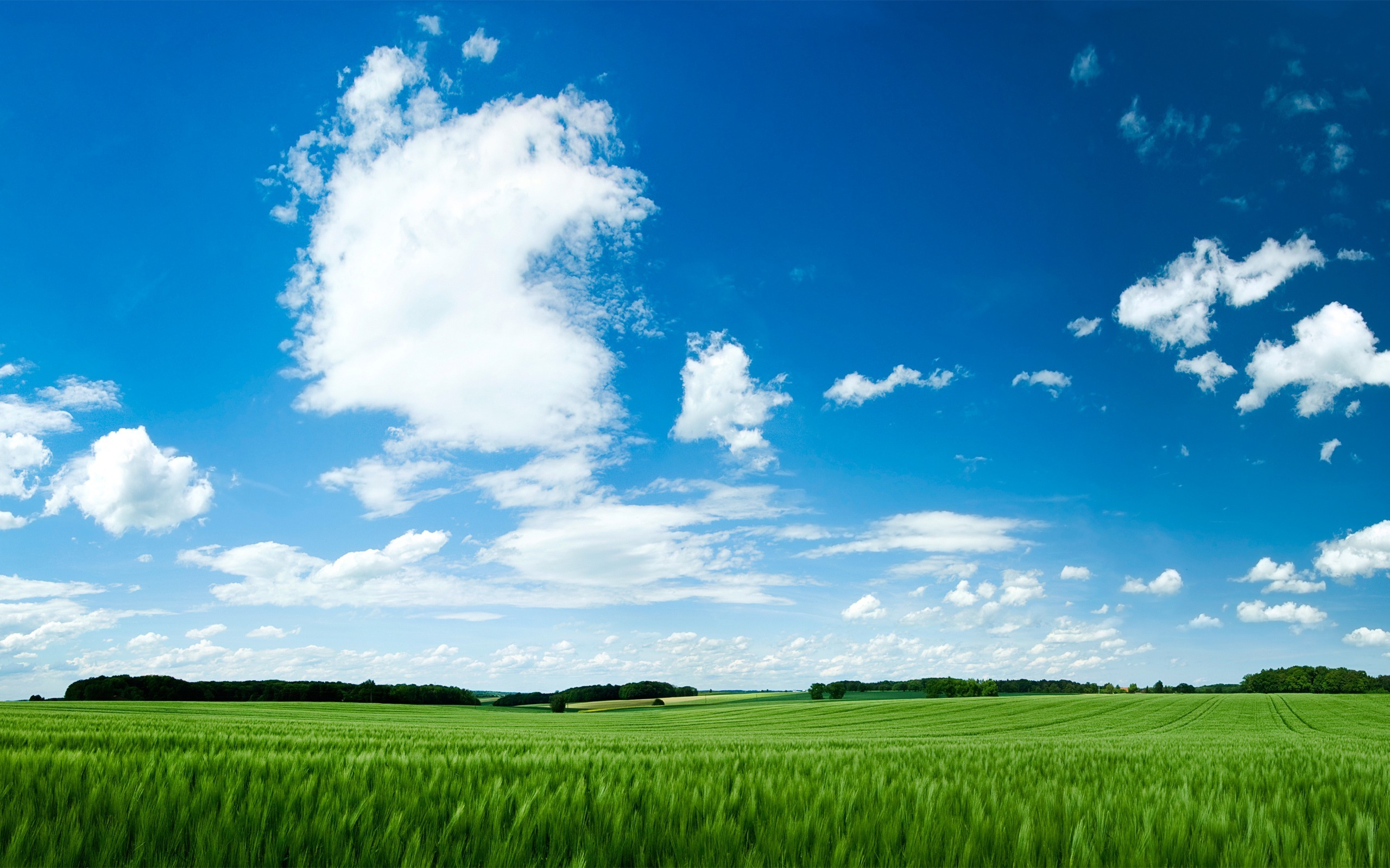 3d обои Зеленая трава и красивое голубое небо с облаками  лето # 50484