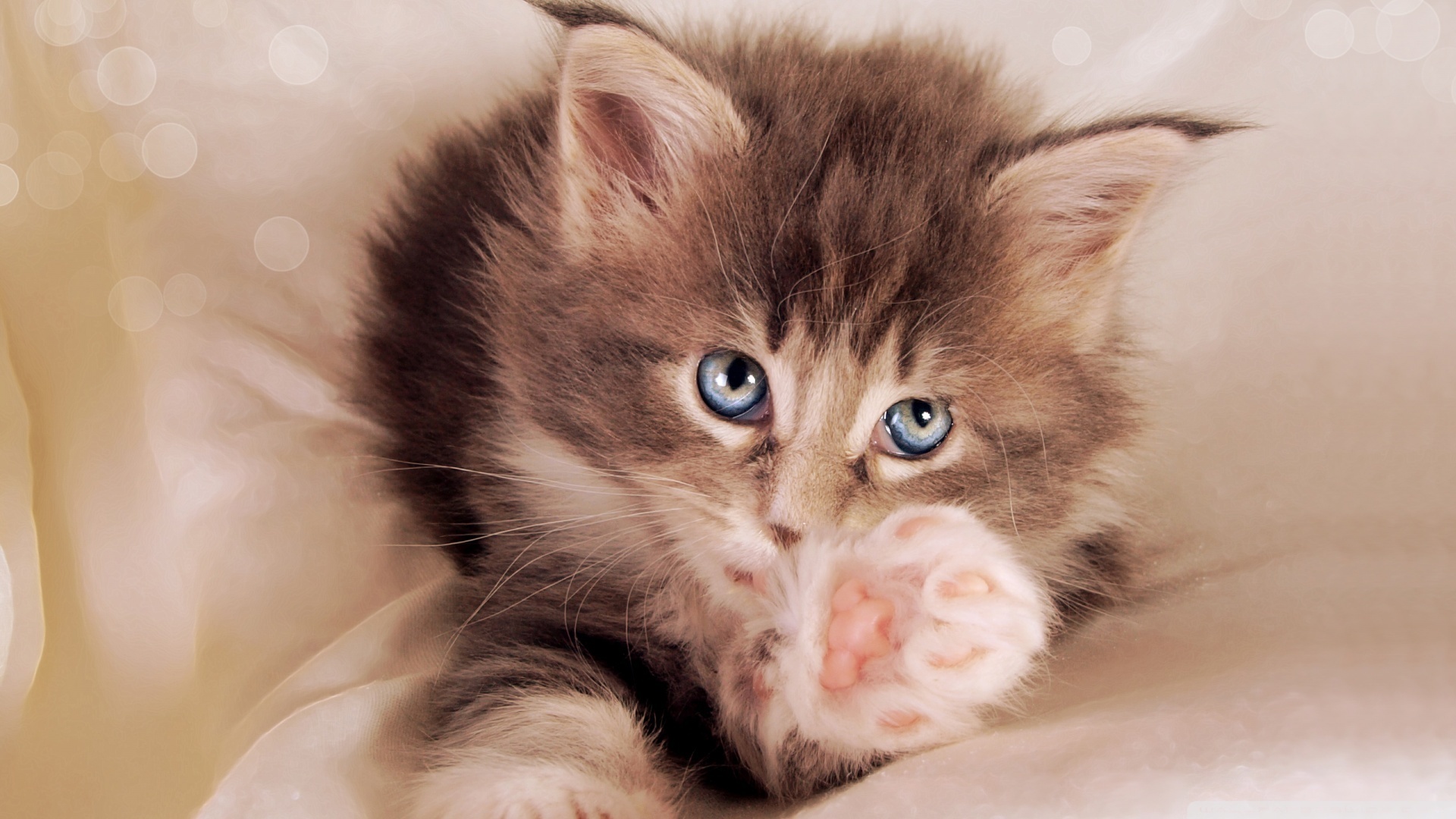 3d обои Голубоглазый котенок  милые # 54858