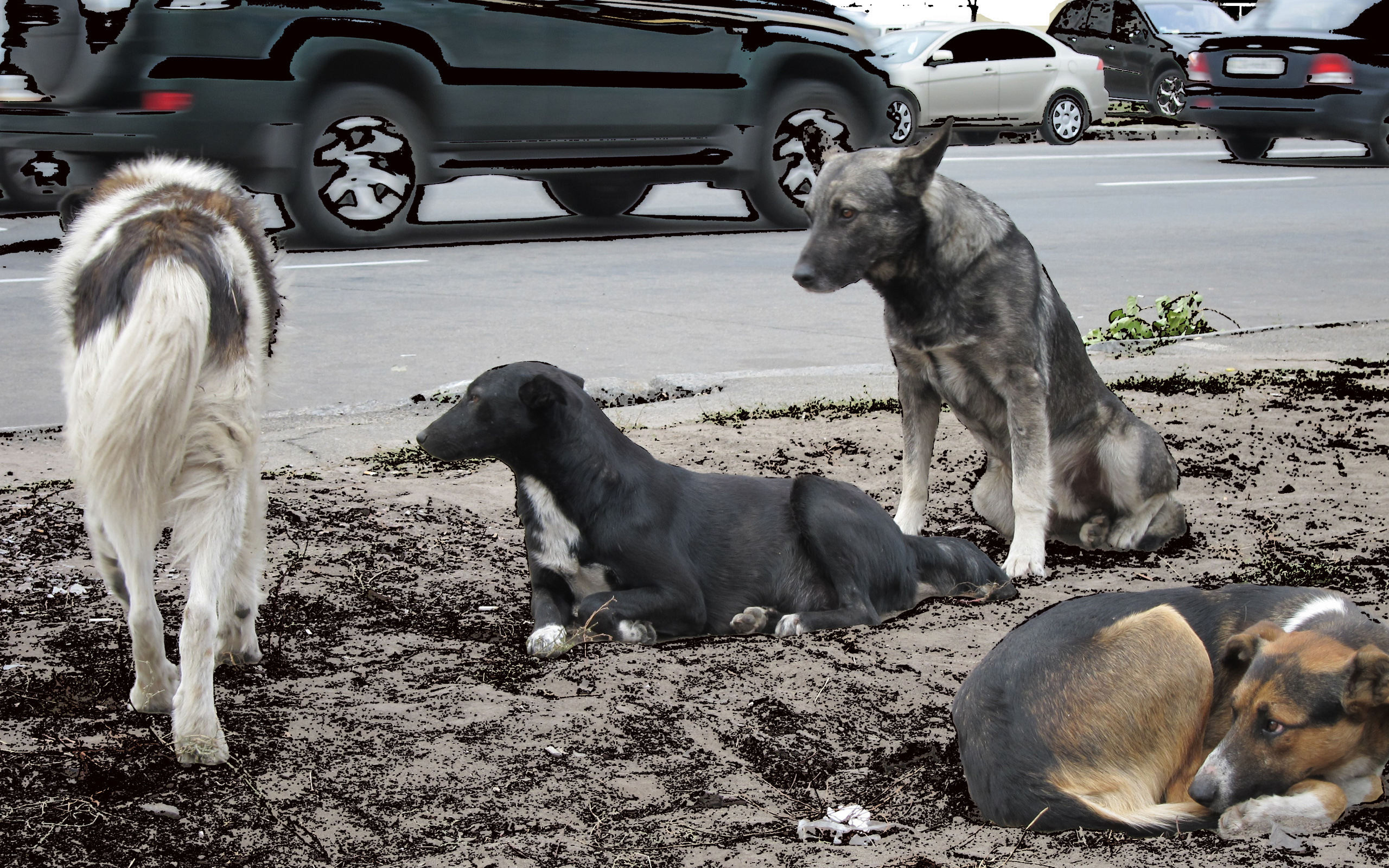 3d обои Собаки сидят вдоль дороги  город # 24130