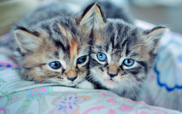 3d обои Голубоглазые котята  животные