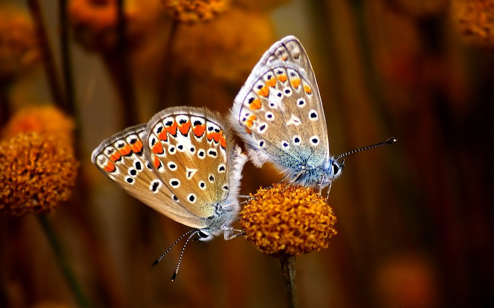 3d обои Бабочки  макро # 52324