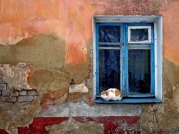 3d обои Пятнистый кот рыжий с белым сидит на синем окне  кошки