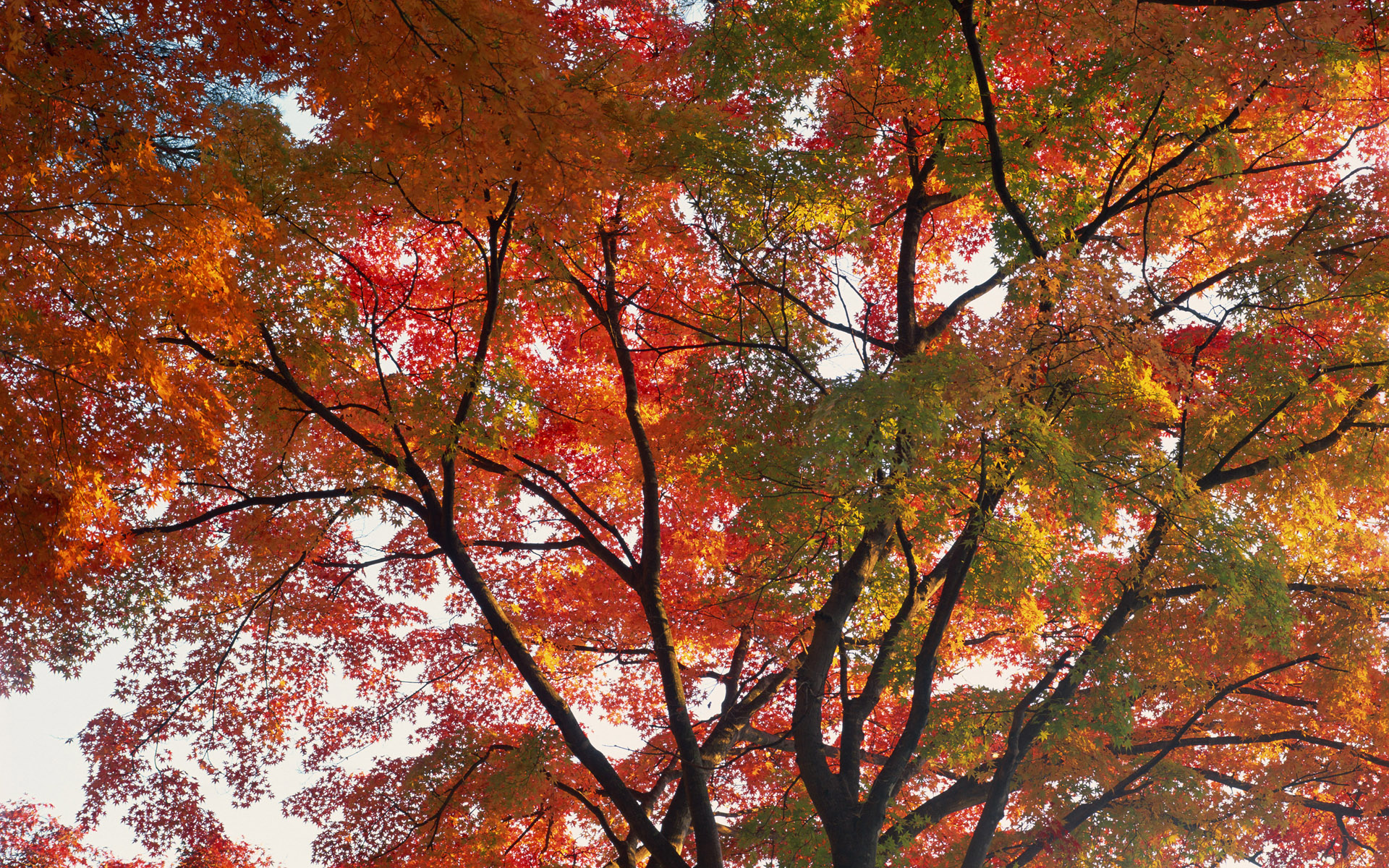 3d обои Дерево с красивыми листьями  осень # 68208