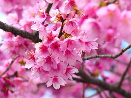 3d обои Ветка розовых цветов сакуры  макро