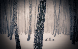 3d обои Заснеженный березовый лес  зима