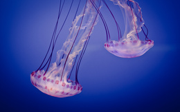 3d обои Медузы в океанских глубинах  подводные