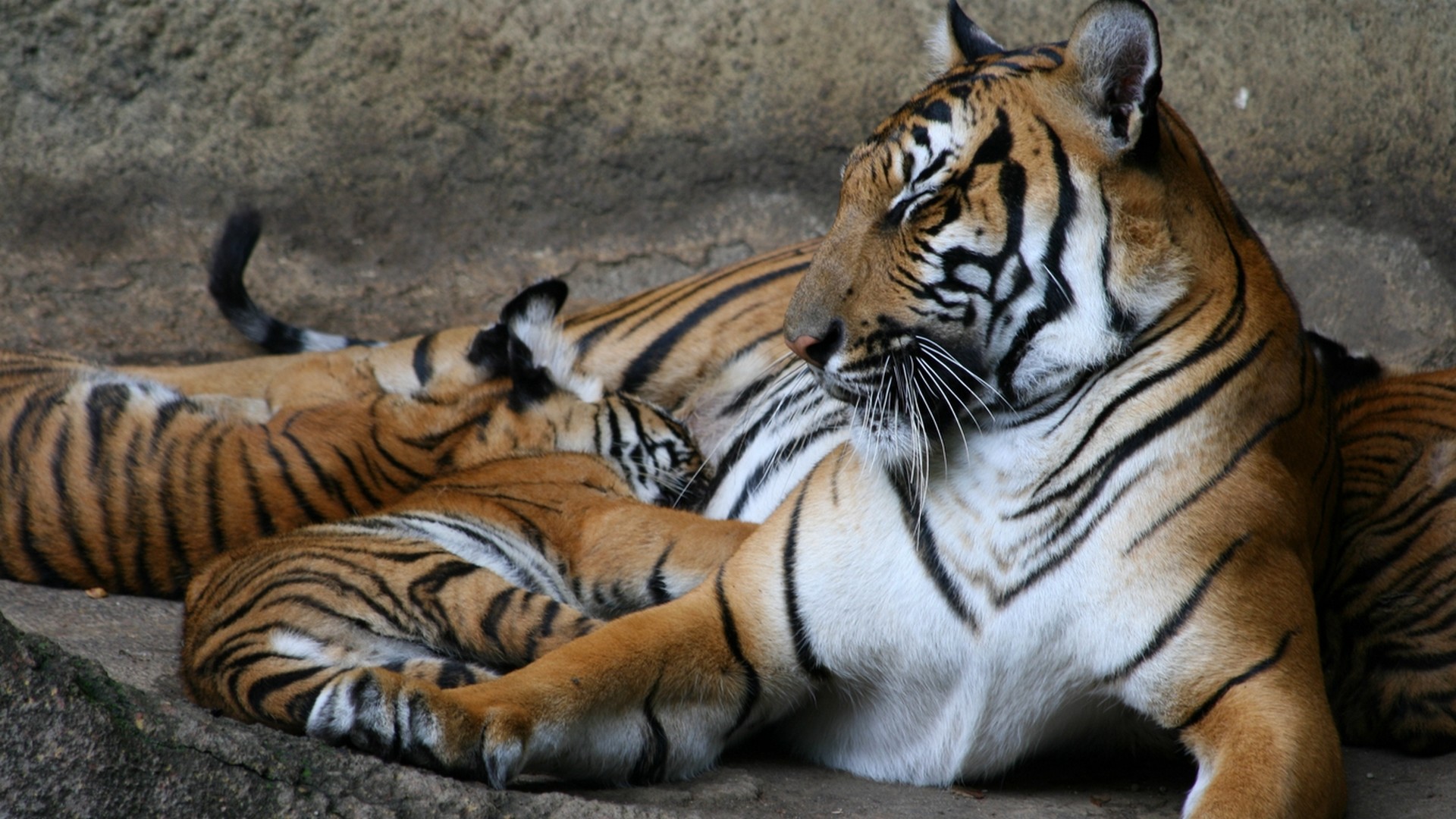 3d обои Тигрца со своим малышём  животные # 38236