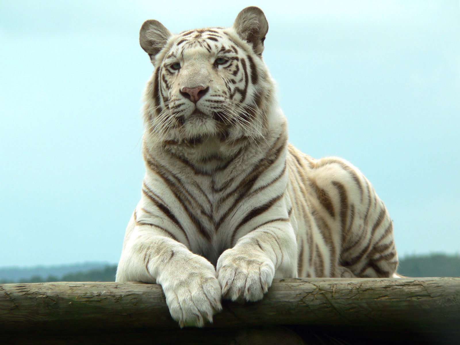 3d обои Белый тигр  животные # 38232