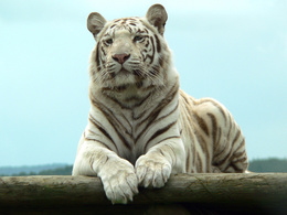 3d обои Белый тигр  тигры