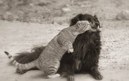 3d обои Серая кошка трется о недовольного пса  черно-белые