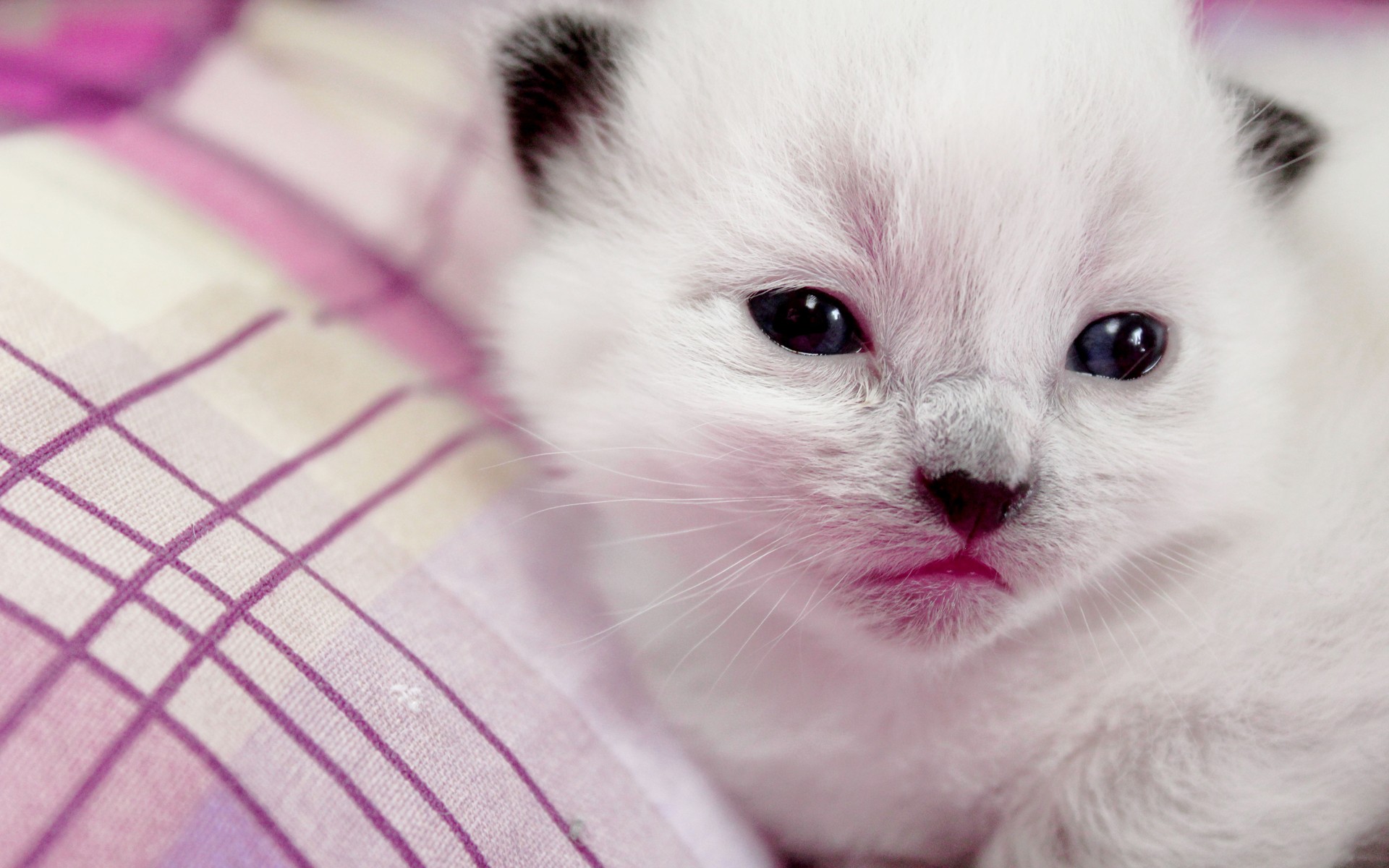 3d обои Маленький белый котенок  милые # 54185