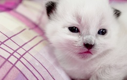 3d обои Маленький белый котенок  кошки