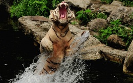 3d обои Тигр прыгает из воды  вода