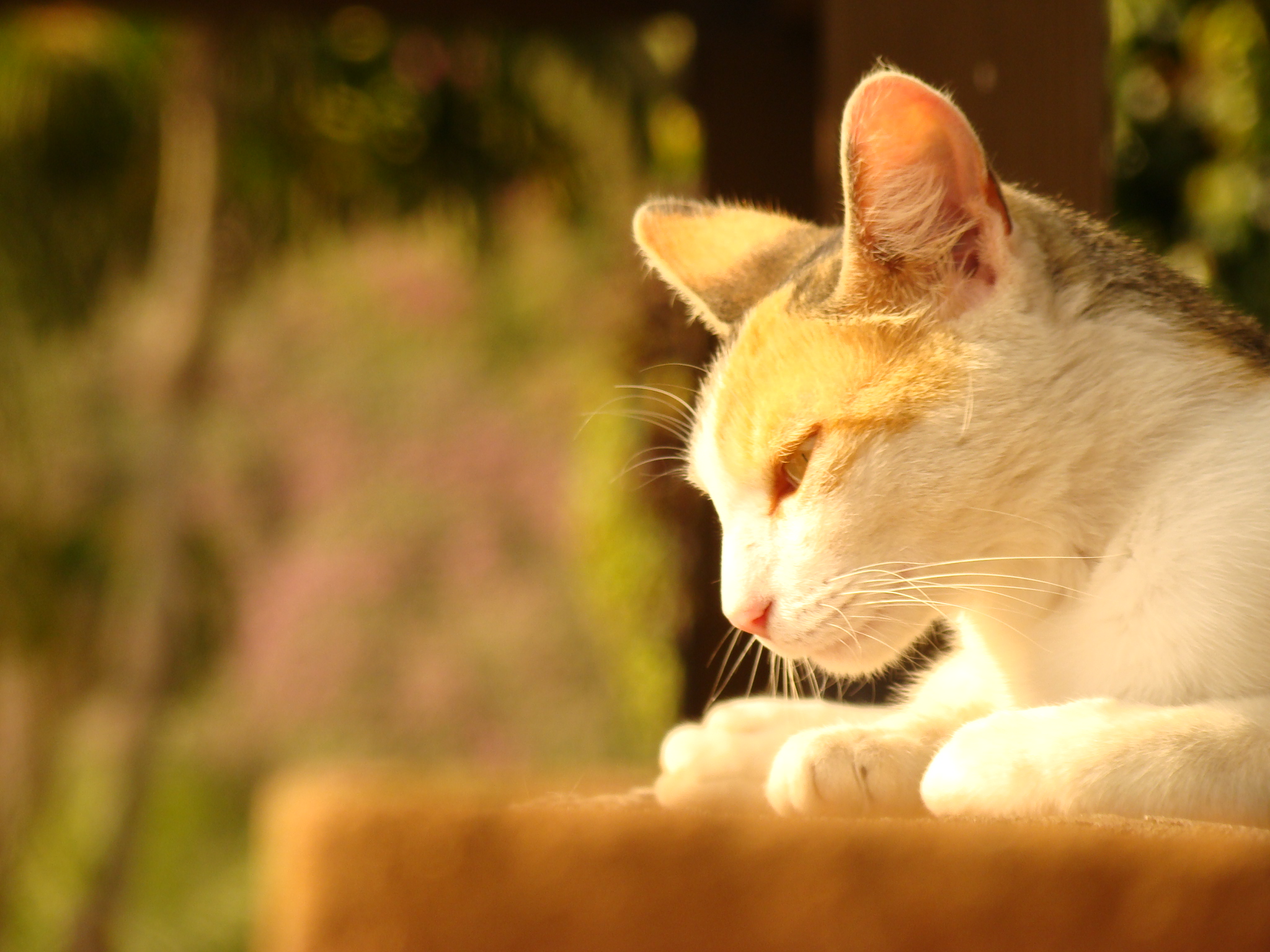 3d обои Пятнистая кошка в лучах солнца  животные # 38226