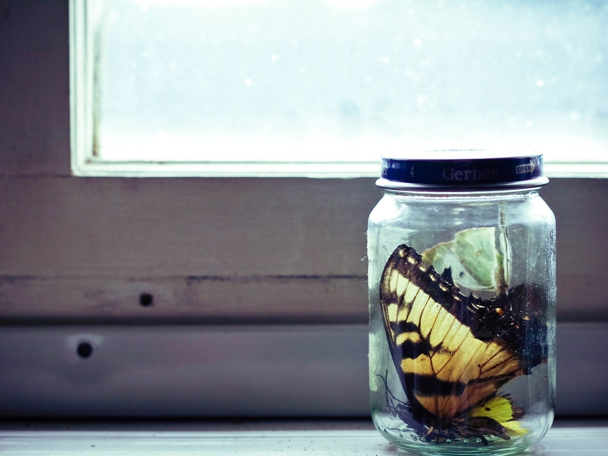 3d обои Бабочка в банке возле окна  бабочки # 20703