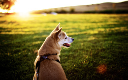 3d обои Рыжий пёс сидит на поляне  солнце