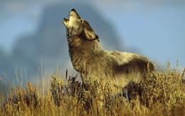 3d обои Волк выливает тоску  в протяжном вое  волки