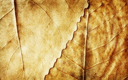 3d обои Сухие листья  текстуры