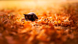 3d обои Черная кошка в осенних листьях готовится к прыжку  листья