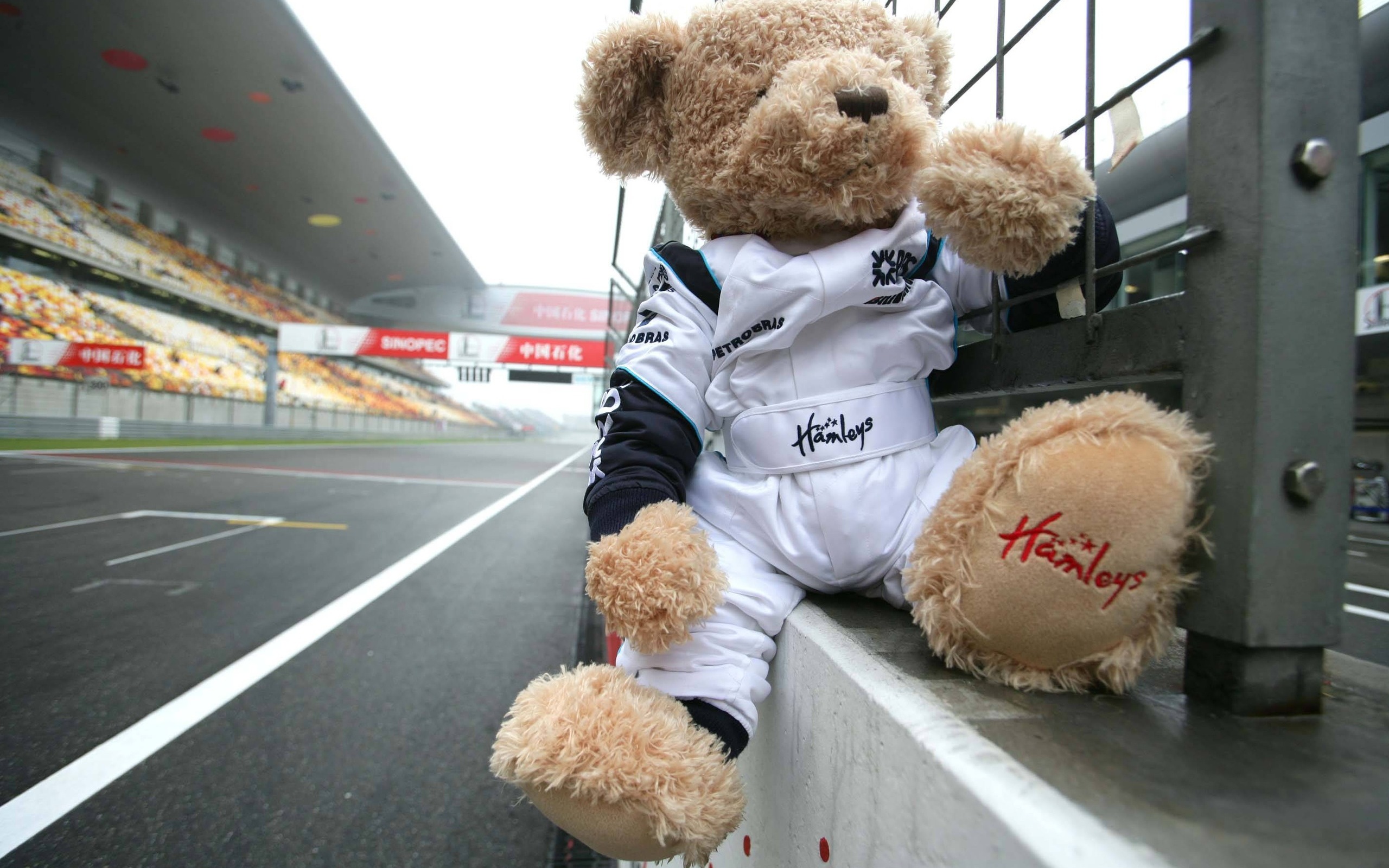 3d обои Игрушечный медведь сидит у ограды на трассе Формулы-1  игрушки # 41333