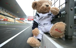 3d обои Игрушечный медведь сидит у ограды на трассе Формулы-1  игрушки