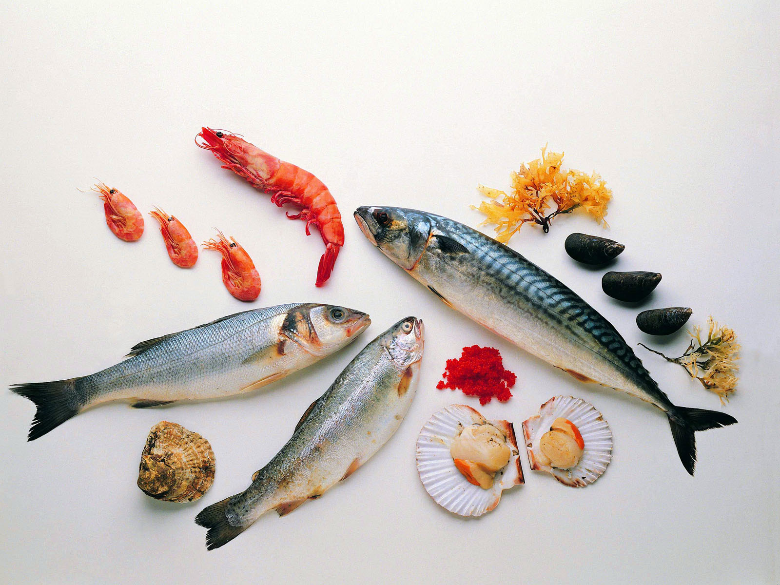 3d обои Дары моря: рыба, мидии, креветки  рыбы # 79316