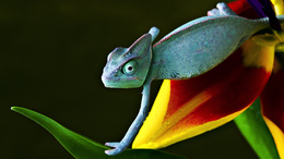 3d обои Красавец хамелеон на тропическом цветке  макро