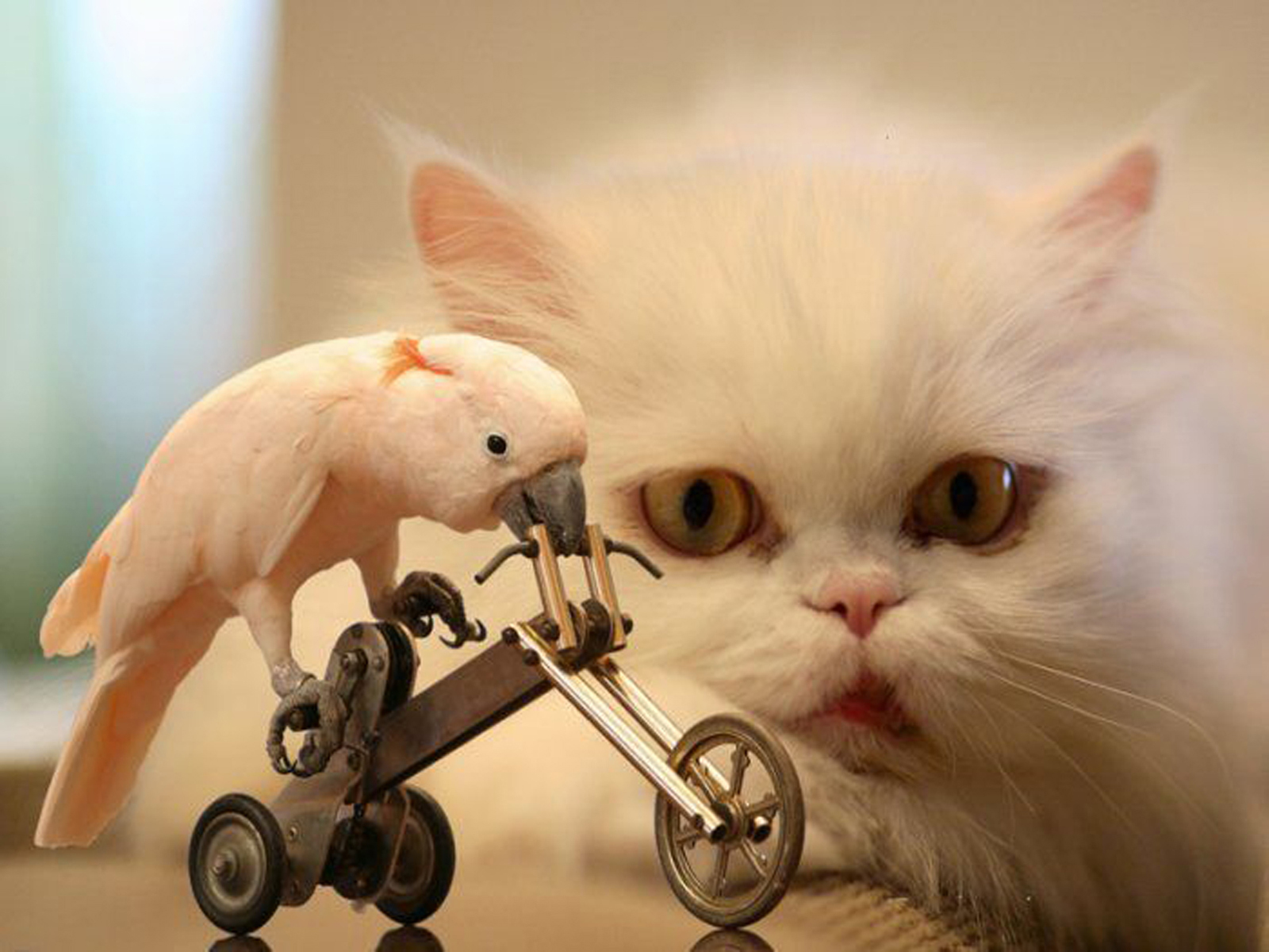 3d обои Персидский кот внимательно наблюдает за попугаем, который передвигается на подобии трёхколёсного велосипеда  кошки # 45589