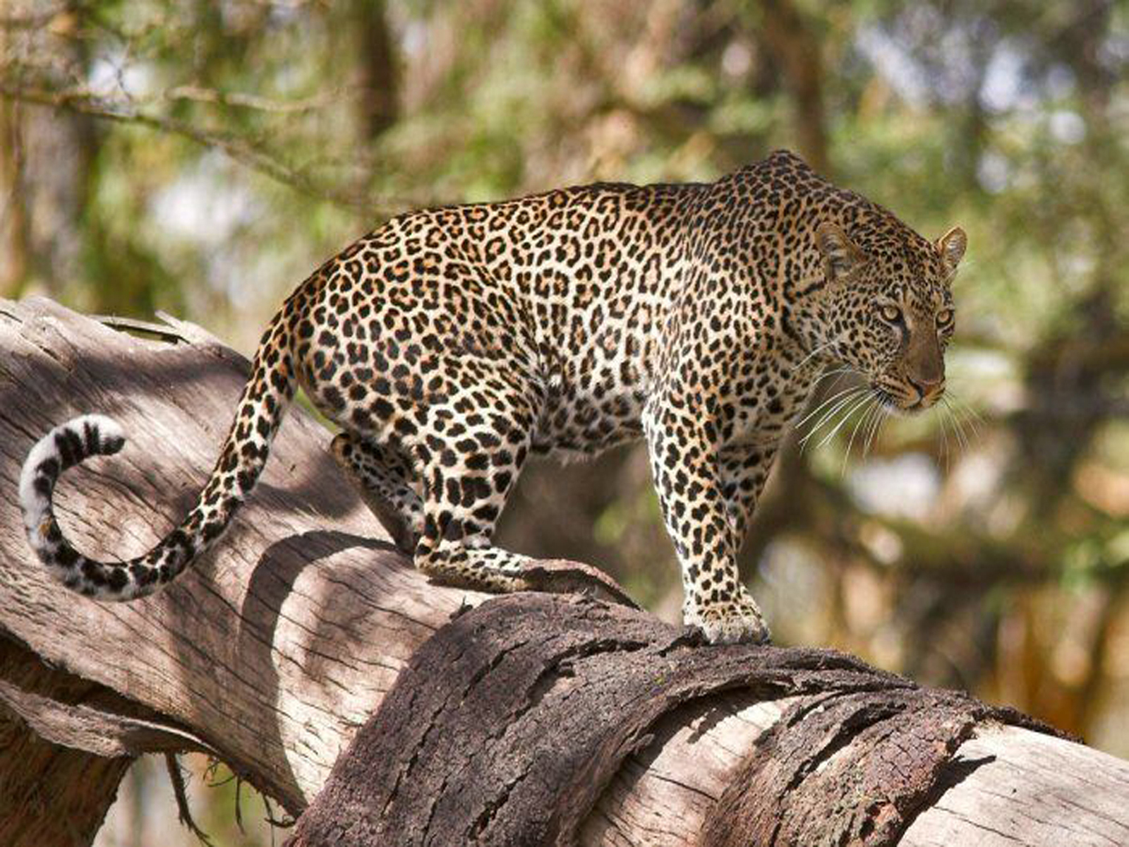 3d обои Леопард крадучись, передвигается по стволу дерева  животные # 38212
