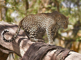 3d обои Леопард крадучись, передвигается по стволу дерева  леопарды