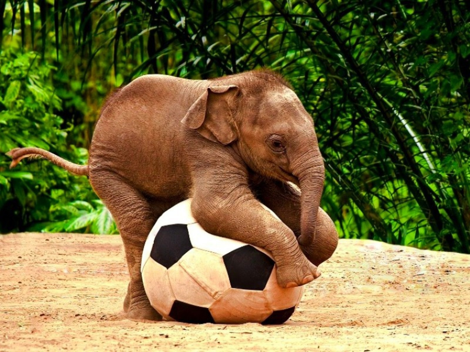 3d обои Слонёнок играет с мячиком  смешные # 80150