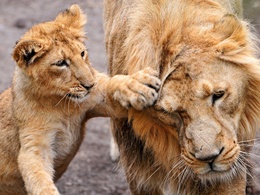 3d обои Львёнок заигрывает со взрослым львом  львы