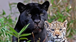 3d обои Пума и лепард внимательно смотрят в одну точку  леопарды