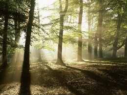 3d обои Солнечные лучи, пробивающиеся сквозь чащу леса  природа