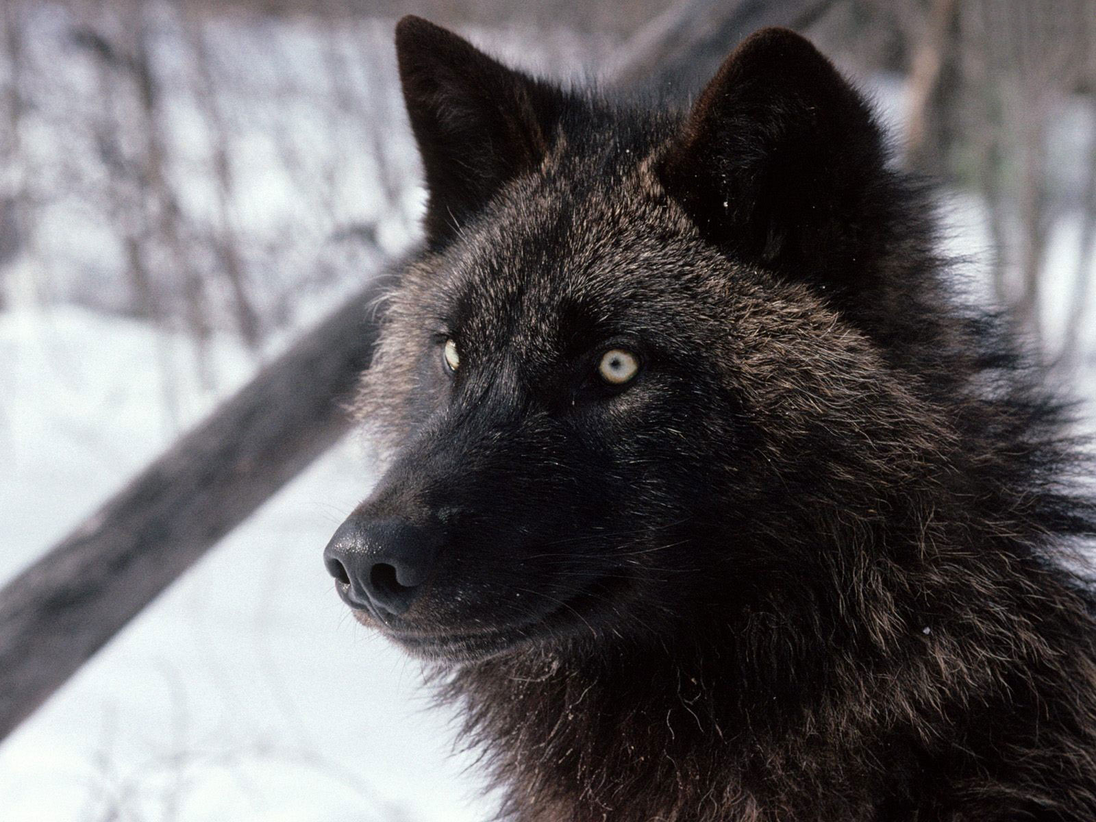 3d обои Черный волк  волки # 23511