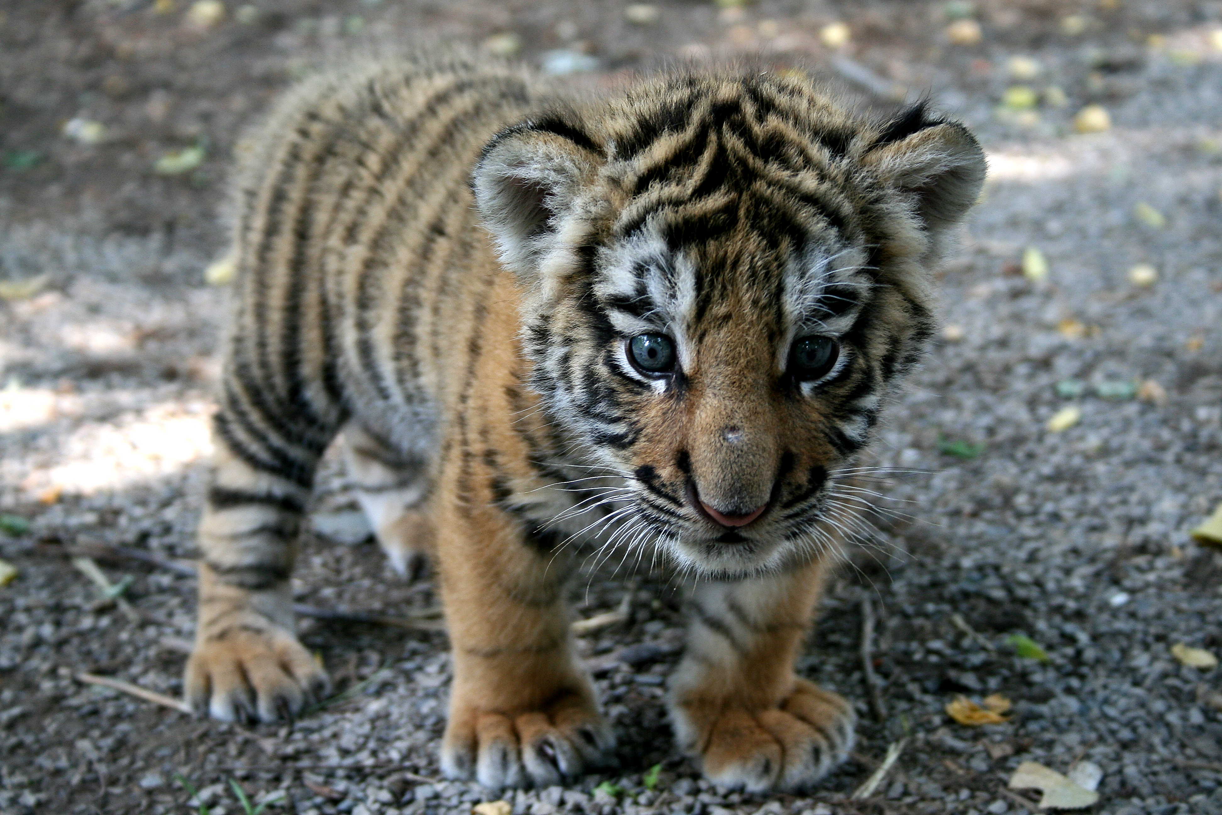 3d обои Маленький тигрёнок  тигры # 83244