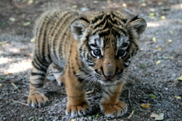 3d обои Маленький тигрёнок  тигры