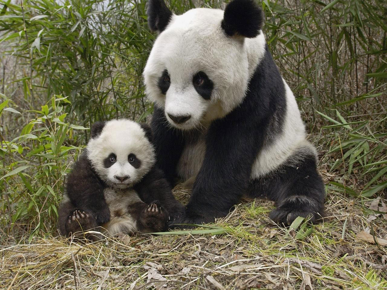 3d обои Панда с детёнышем  животные # 38201
