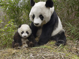 3d обои Панда с детёнышем  медведи