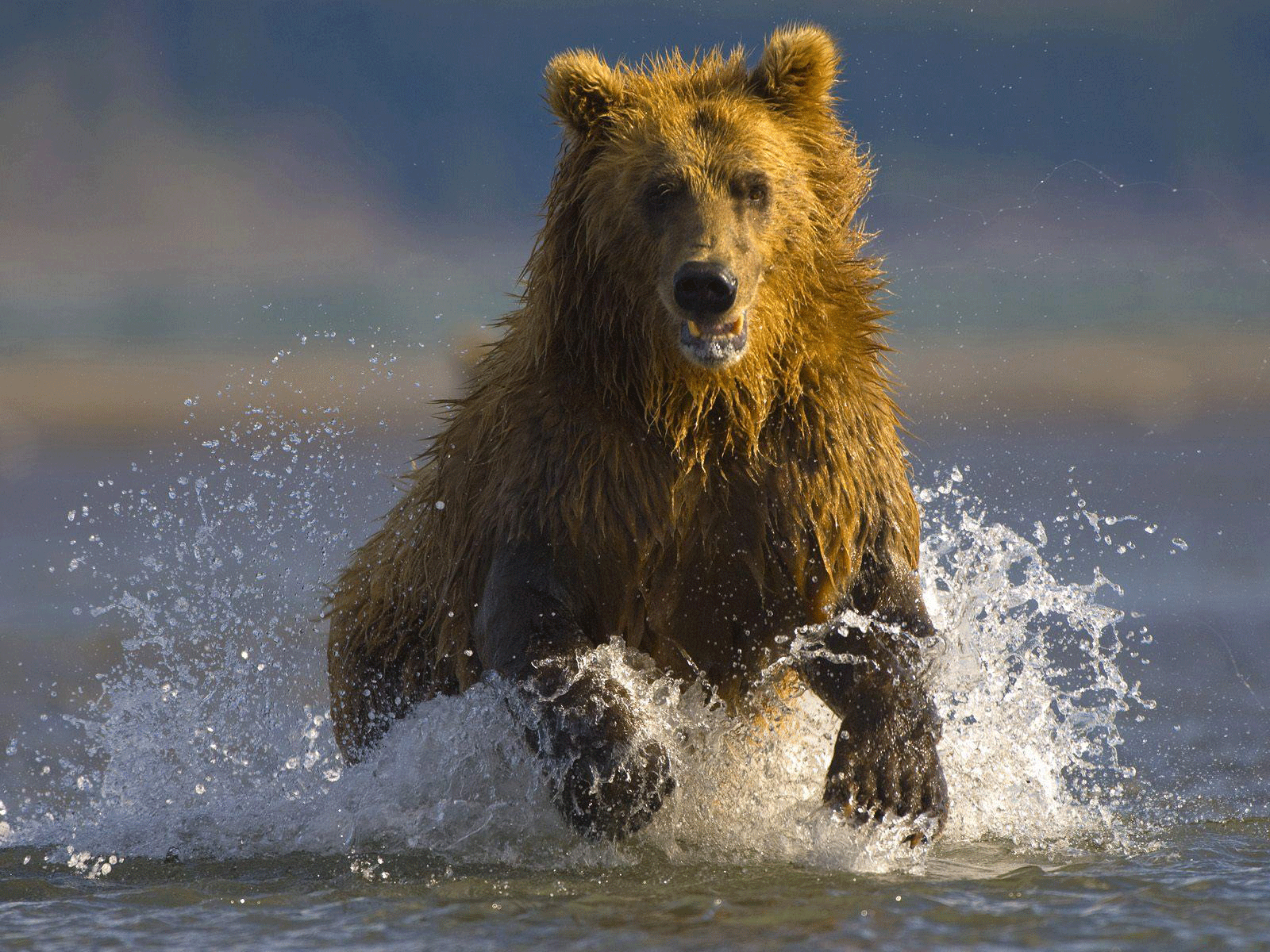 3d обои Бурый медведь бежит по воде  вода # 21470