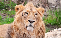 3d обои Молодой лев со шрамом под глазом  львы
