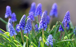 3d обои Красивые цветы голубого цвета  природа